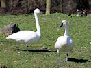 Whistling Swan (WWT Slimbridge March 2019) - pic by Nigel Key